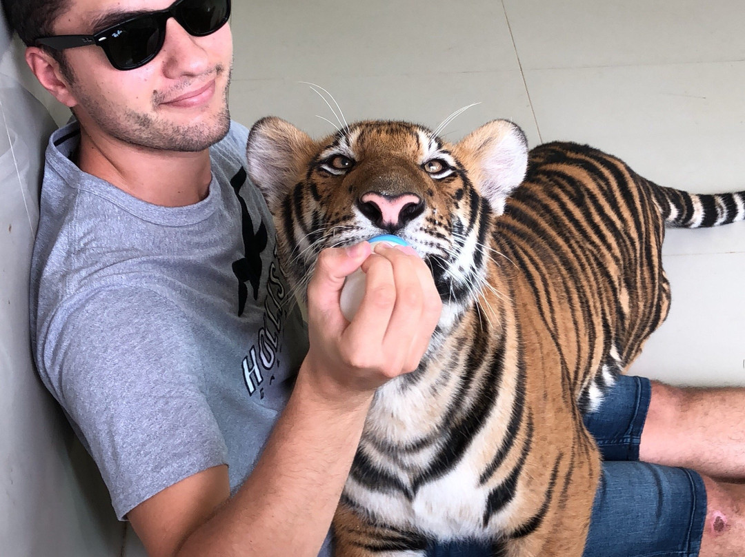 Tiger World Thailand景点图片