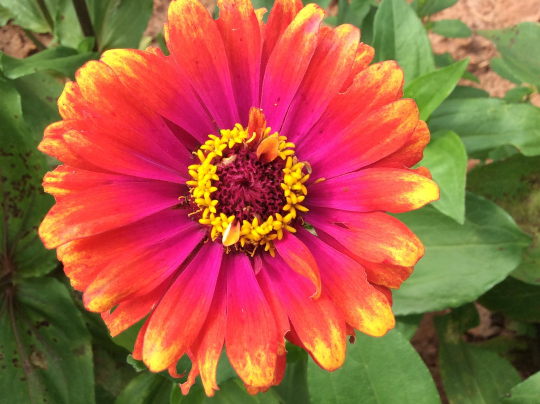 William L Brown Farm Market-Montezuma必去景点