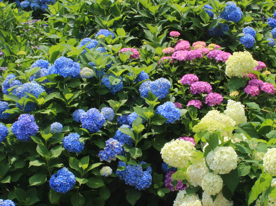 Maegasaki Ajisai Street-流山市必去景点