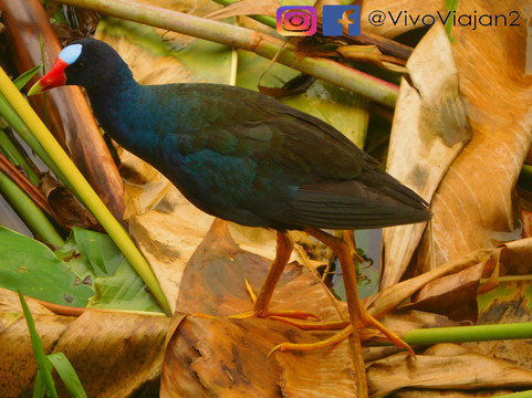 La Esquina Del Lago主图