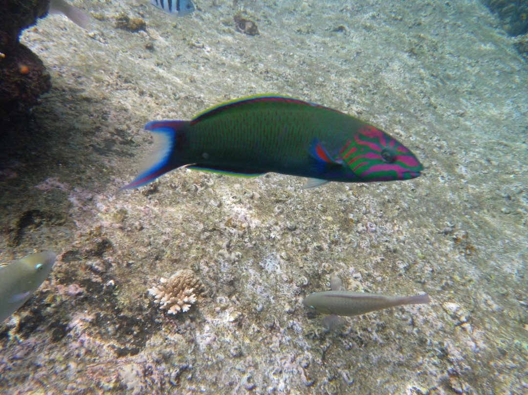 AQUA Charters-象岛必去景点