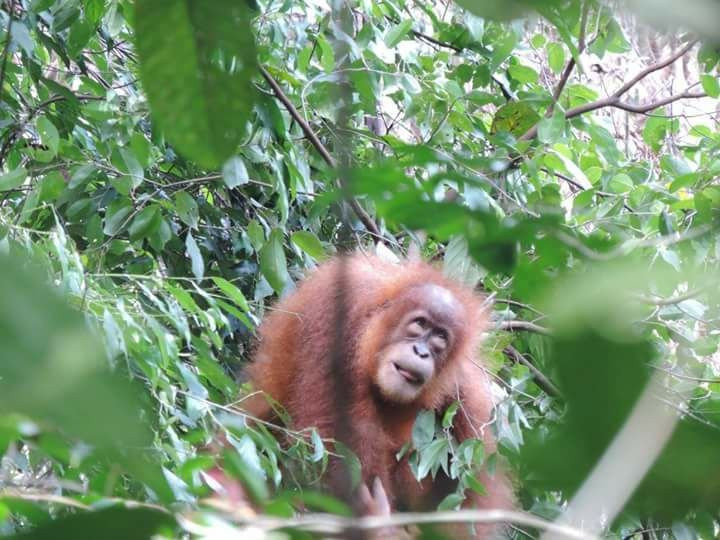 Sumatra Jungle Trek景点图片