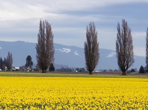 Skagit Bay Hideaway主图