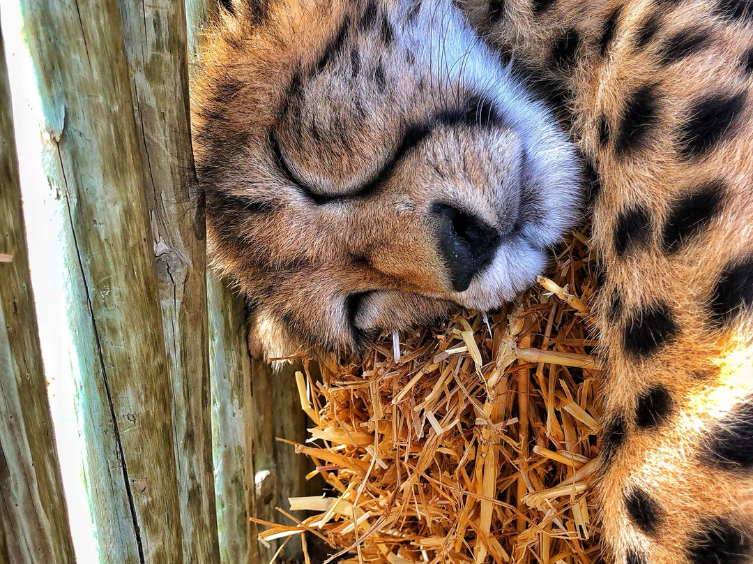 Cheetah Outreach - Somerset West景点图片