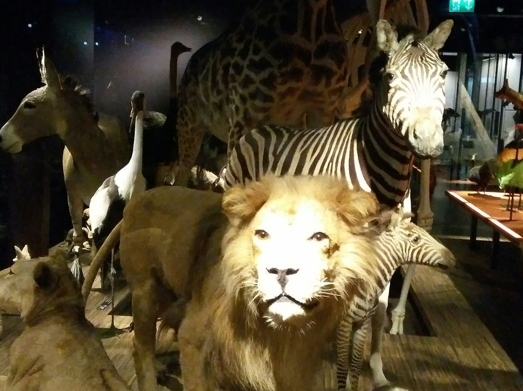 Musée d'histoire naturelle Fribourg-弗里堡必去景点