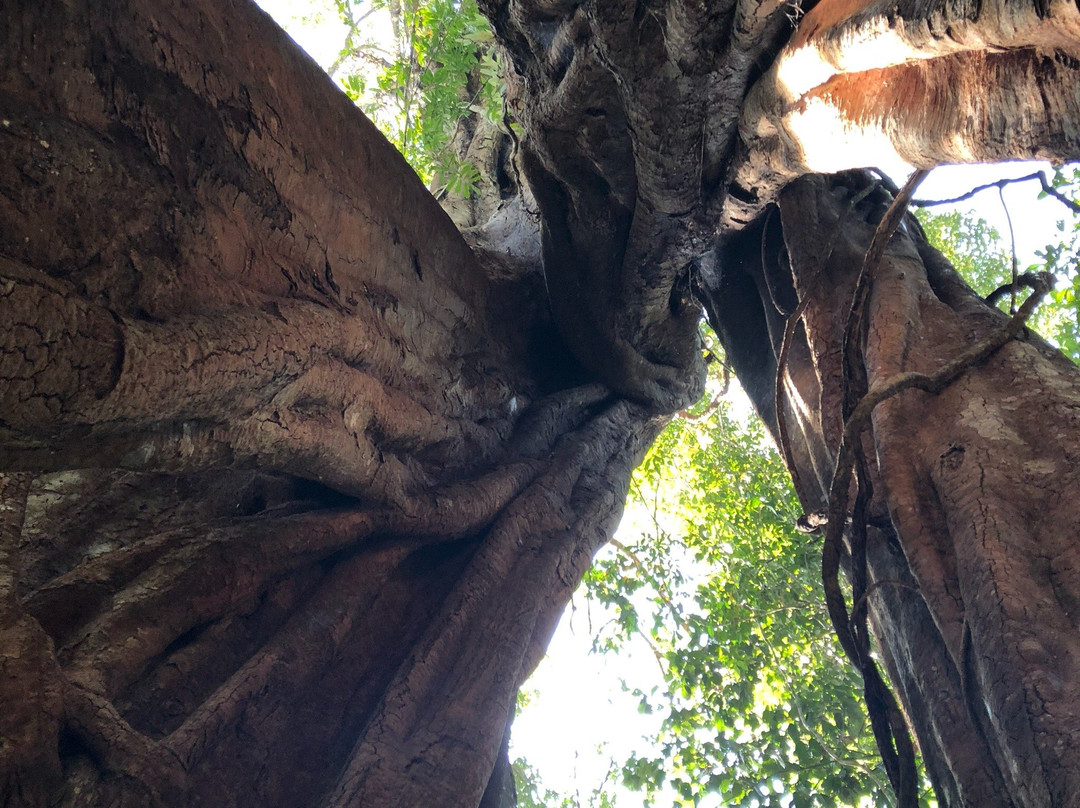Piyamit Millennium Tree景点图片