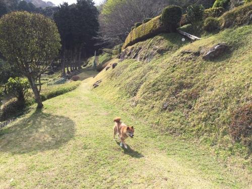 Izu Mountain Dogrun景点图片