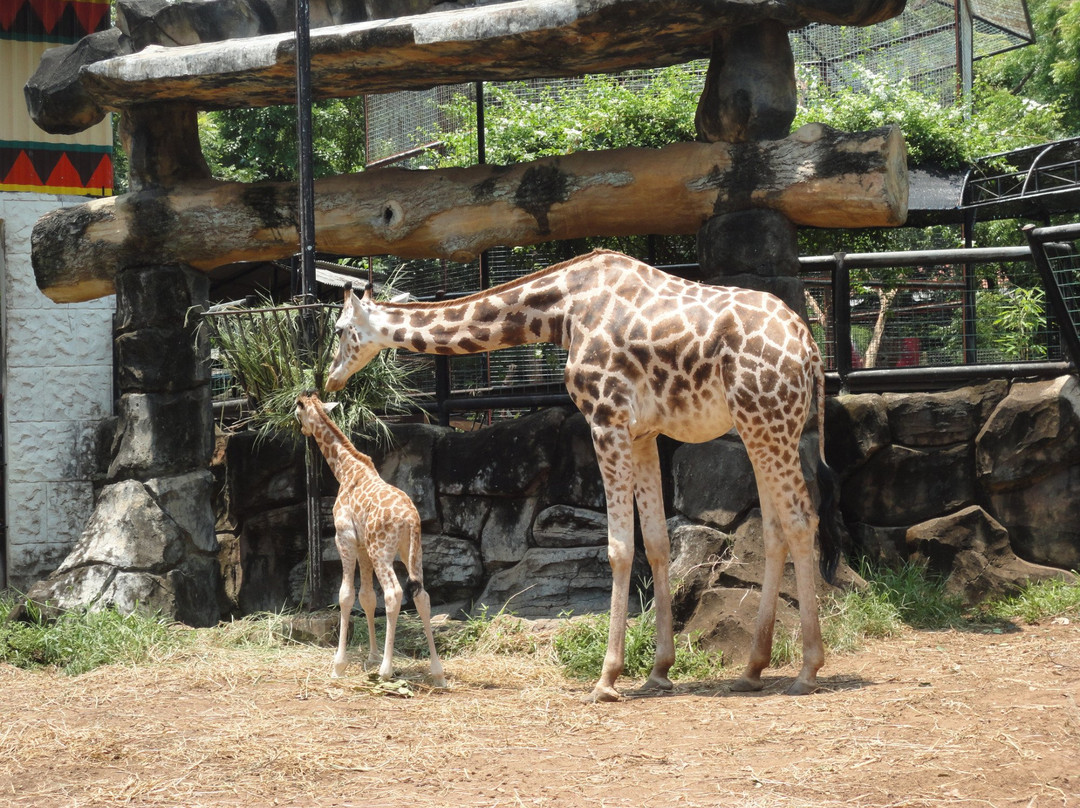 Maharani Zoo & Caves-Lamongan必去景点