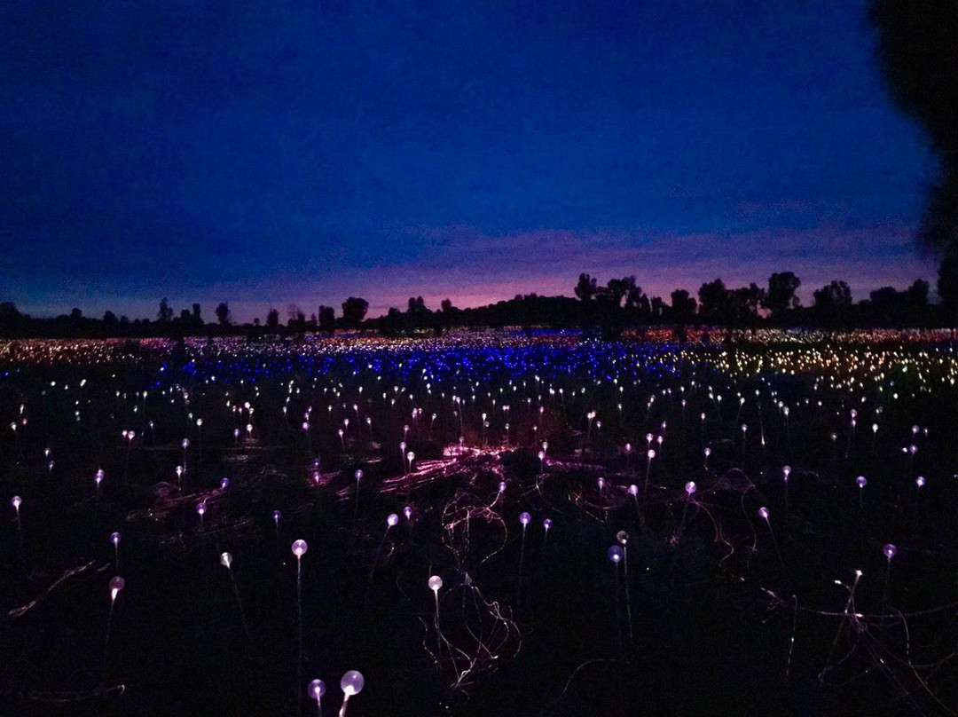 Field of Light-乌鲁鲁-卡塔丘塔国家公园必去景点