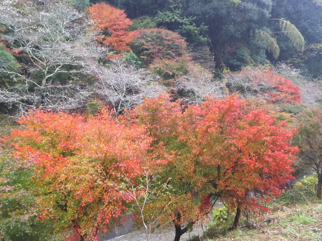 Obara Fureai Park / Shikizakura-丰田市必去景点