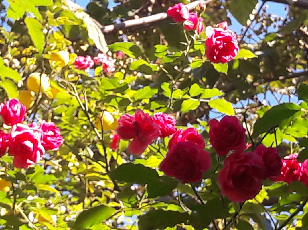 Serpentin Organic Garden-Tsagkarada必去景点