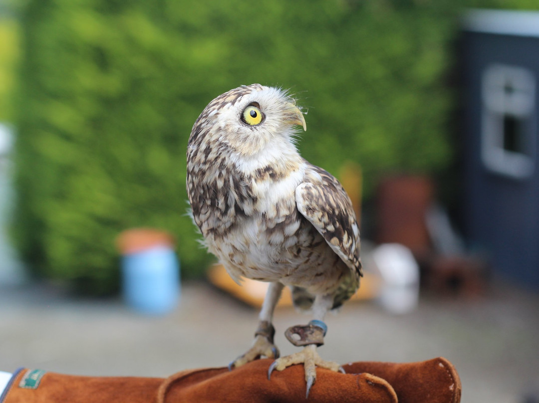 Falconry Ireland景点图片