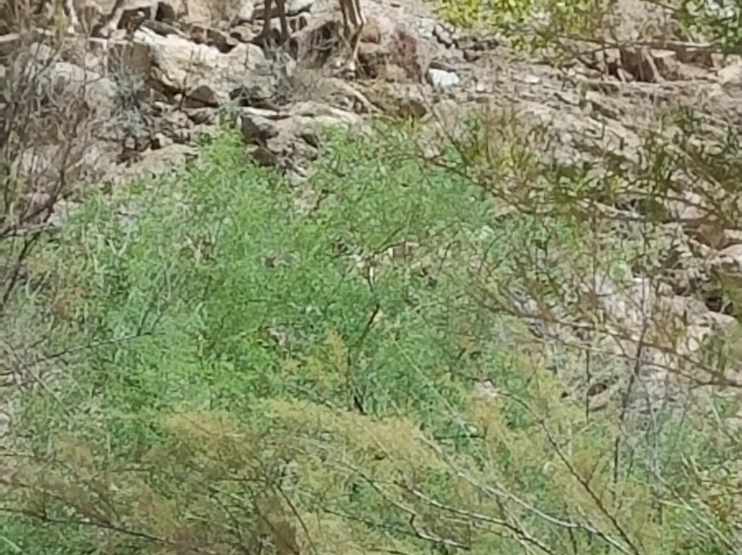 The Inner Canyon Tour from Williams, AZ-威廉姆斯必去景点