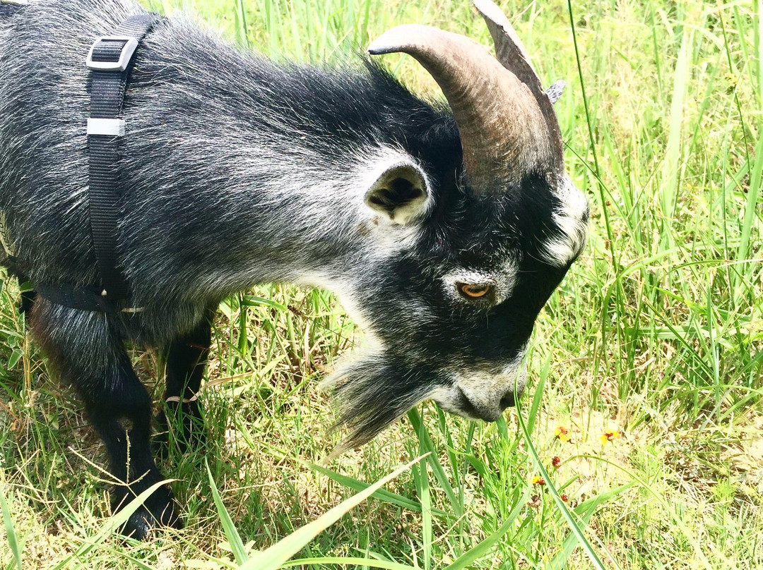Farmer's Market on Tamina-Magnolia必去景点