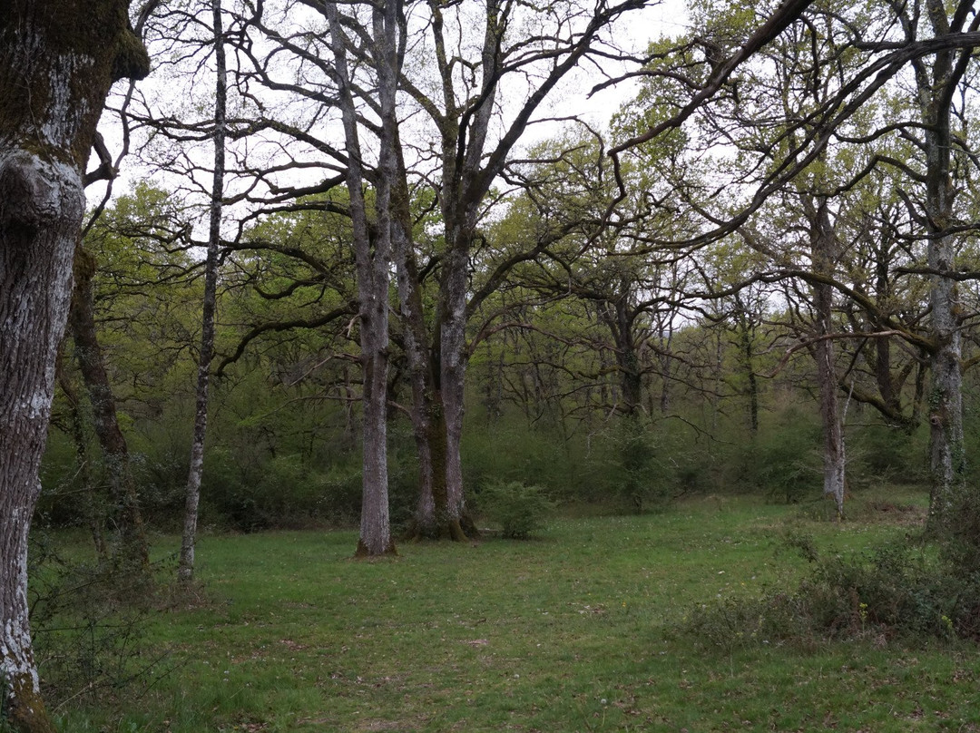 Bosque de Orgi景点图片