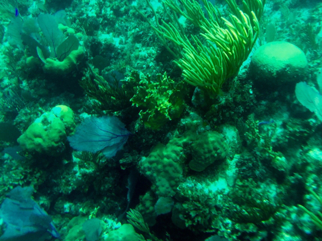 Rainbow Reef-Bimini必去景点