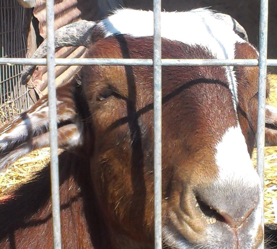 Dipotamos Donkey Farm景点图片