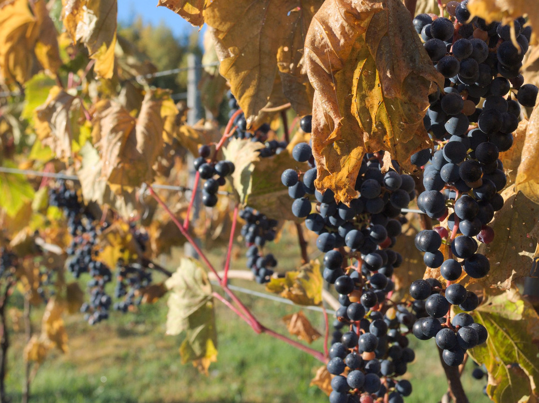 Domaine Latitude 46 Estate Winery景点图片
