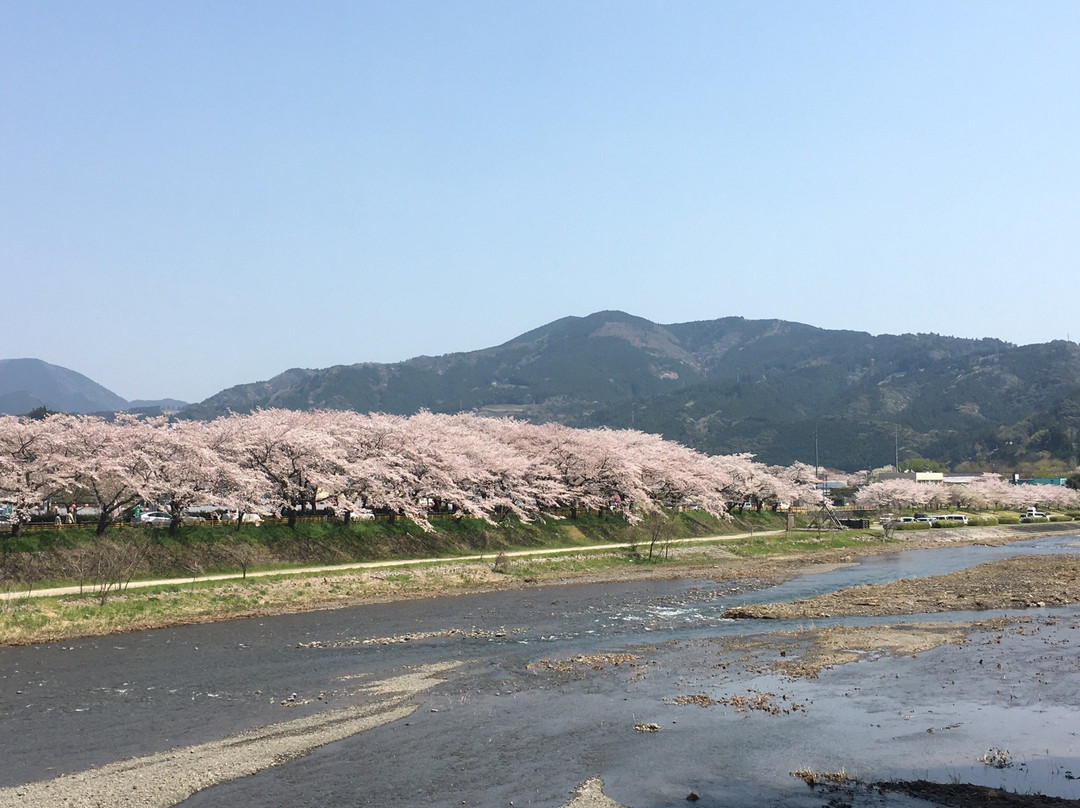 Kawane Cherry Blossom Festival景点图片