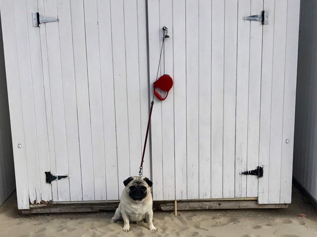 Knokke Boat Duinbergen景点图片