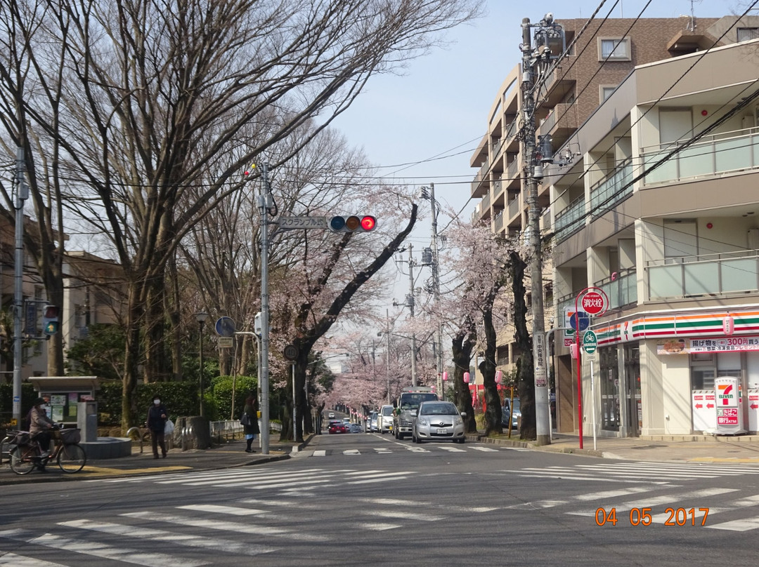 Matsudo City Cherry Blossom Festival-松户市必去景点