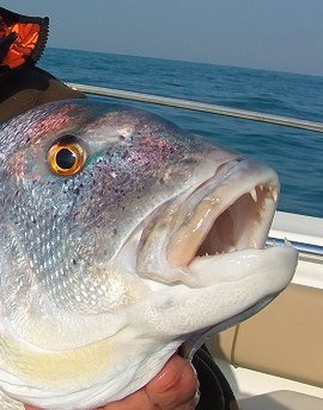Cap Couronne Peche-马蒂格必去景点
