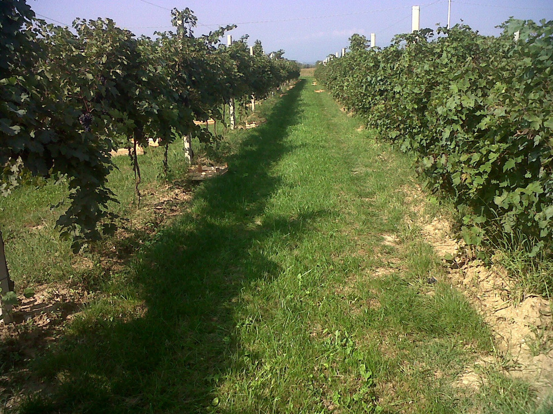 Villa Canthus , Palazzo Bortolozzi-Marini-Fossalta di Piave必去景点