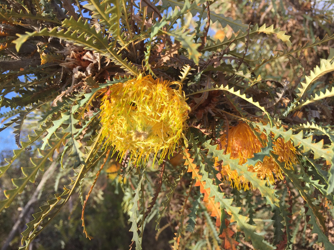 Follow That Bird-悉尼必去景点