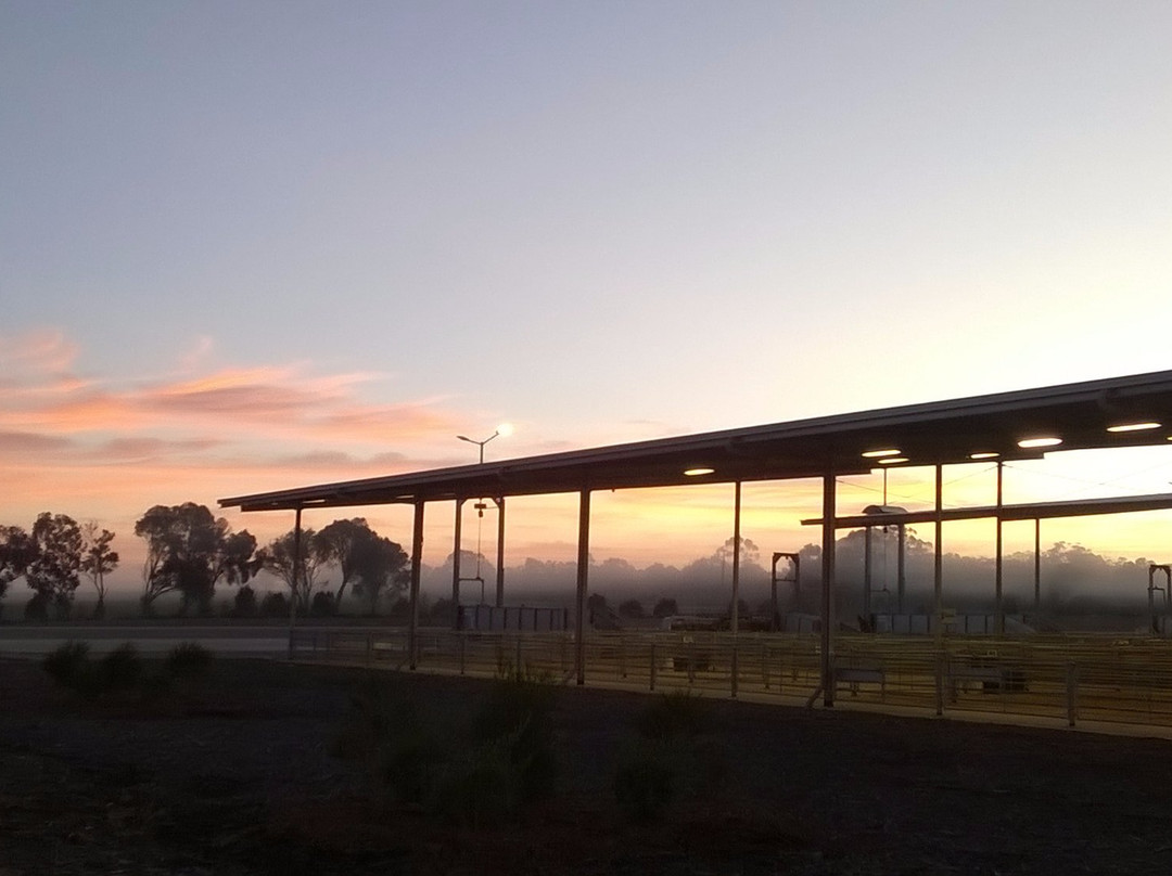 Largest Undercover Sheep Sale Yards In The Southern Hemisphere, ...景点图片