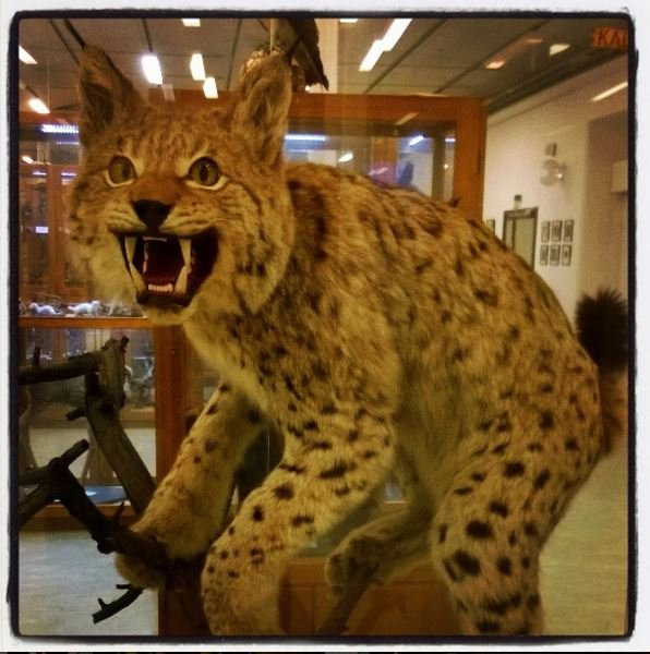 Forssa Museum of Natural History-Forssa必去景点