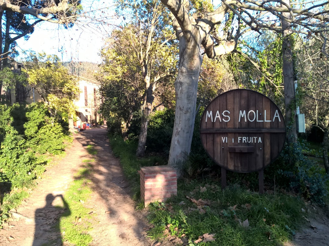Mas Molla - Traditional Winery景点图片