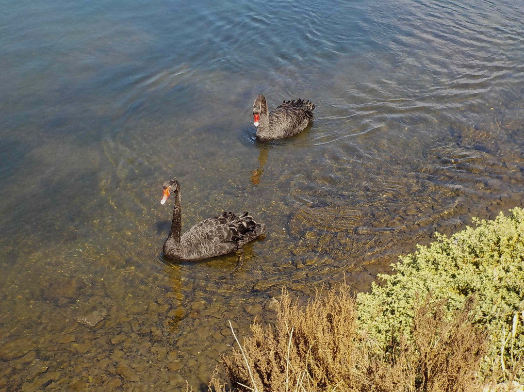 Newells Paddock Wetlands景点图片