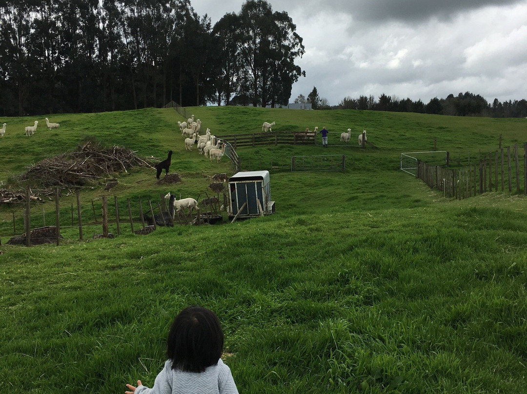 Surico Alpaca景点图片