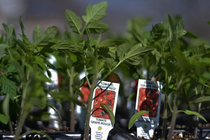 Lee and Maria's-Kingsville必去景点