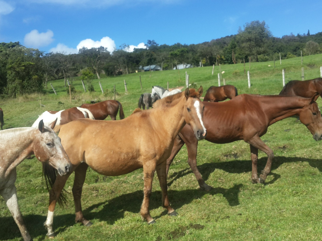 Rancho Patococha-昆卡必去景点
