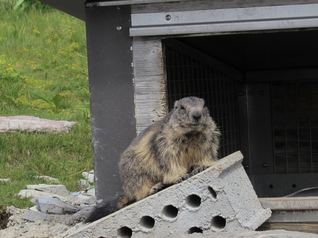 Marmot's Paradise景点图片