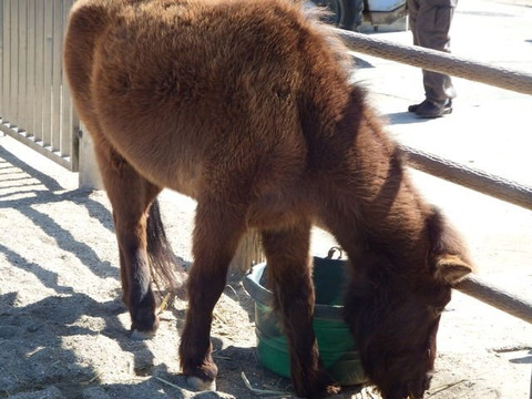 Nomauma Highland-今治市必去景点