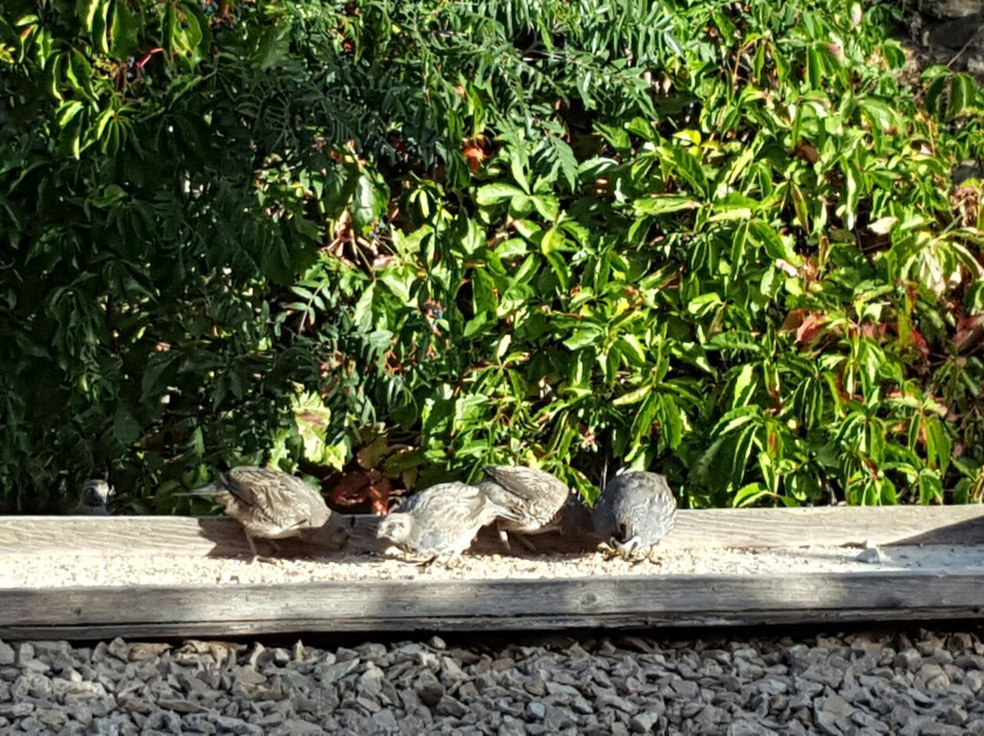 Adobe Rose B&B主图