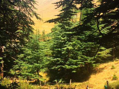 Beirut Airport Transfer -  Day Tours-贝鲁特必去景点