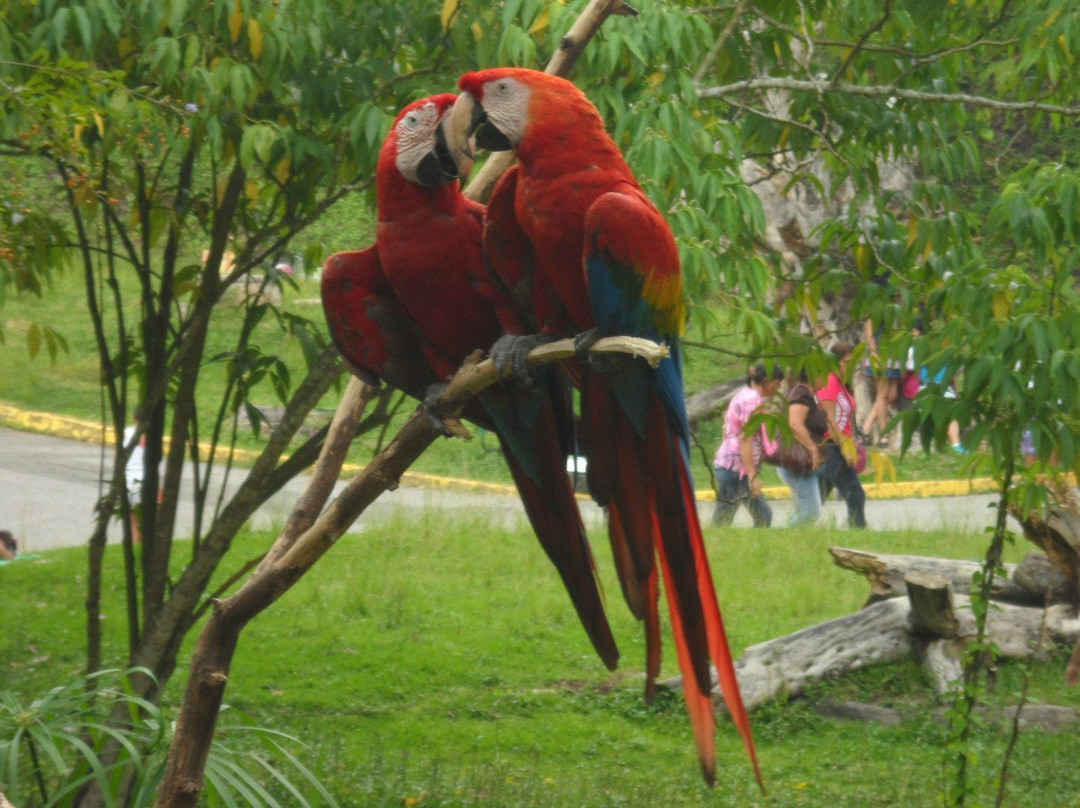 Parque Zoológico Caricuao景点图片