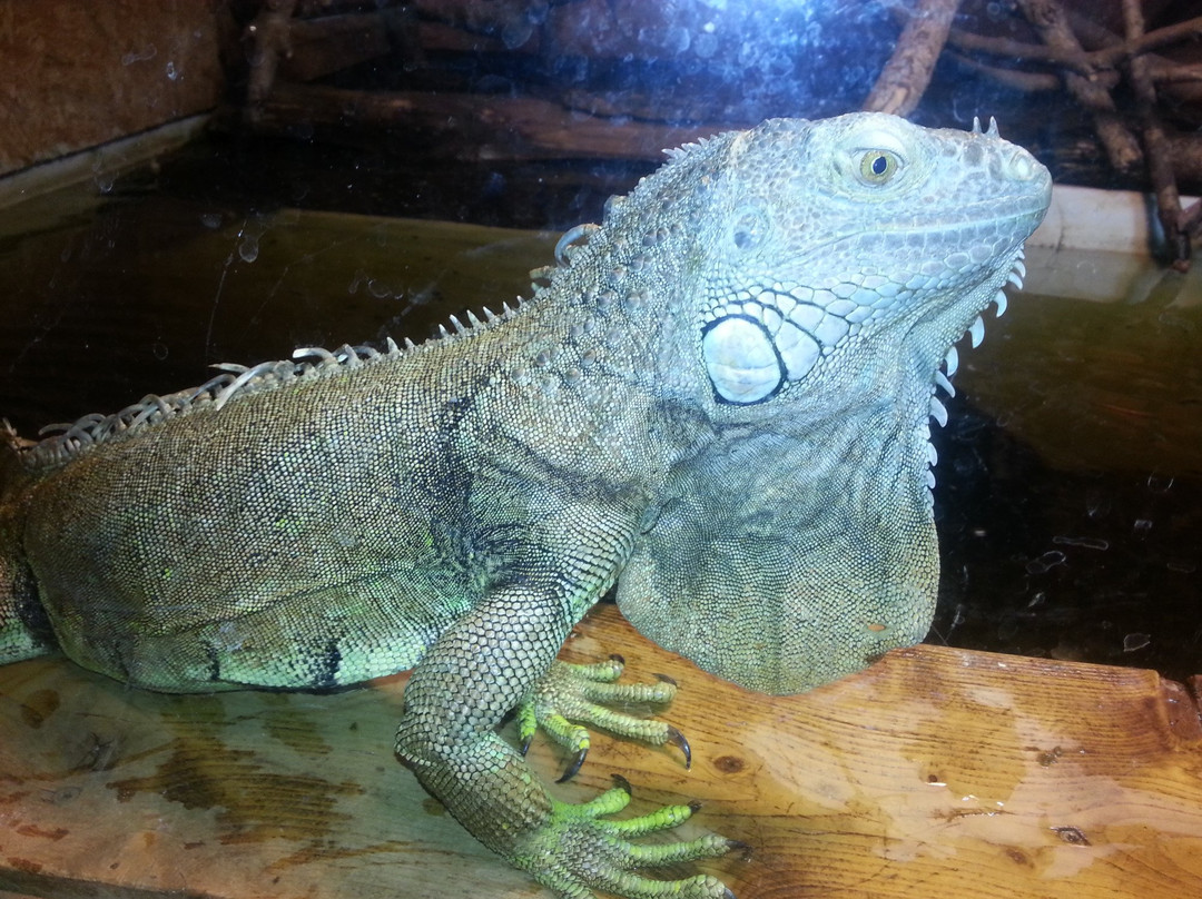 Reptilienzoo Neu-Ulm-新乌尔姆县必去景点