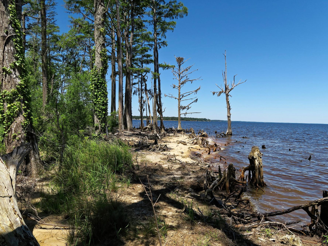 Pine Cliffs Recreation Area - Neusiok Trail景点图片
