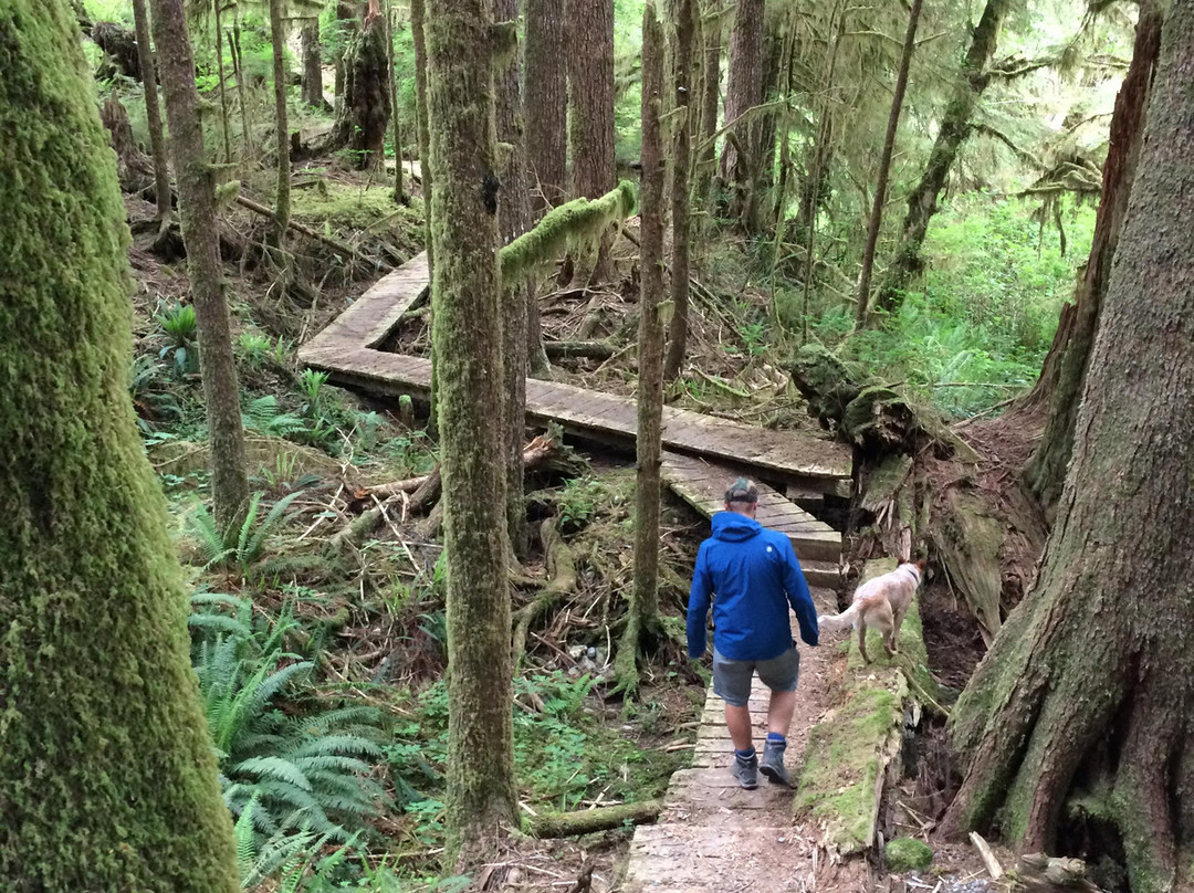 Carmanah Walbran Provincial Park景点图片