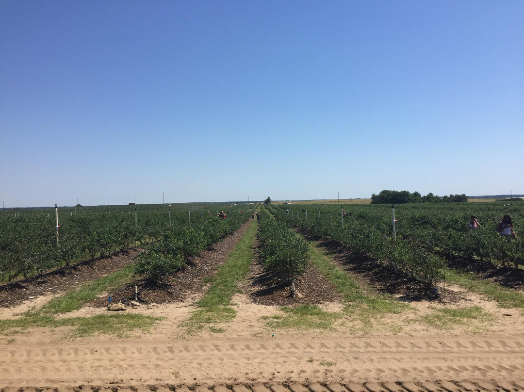 Blueberry Hill Farm景点图片