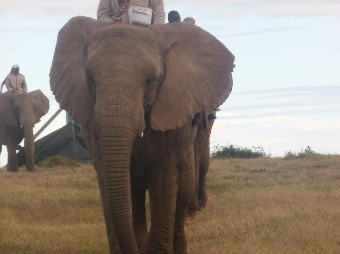 Kwantu Elephant Sanctuary-格拉罕镇必去景点