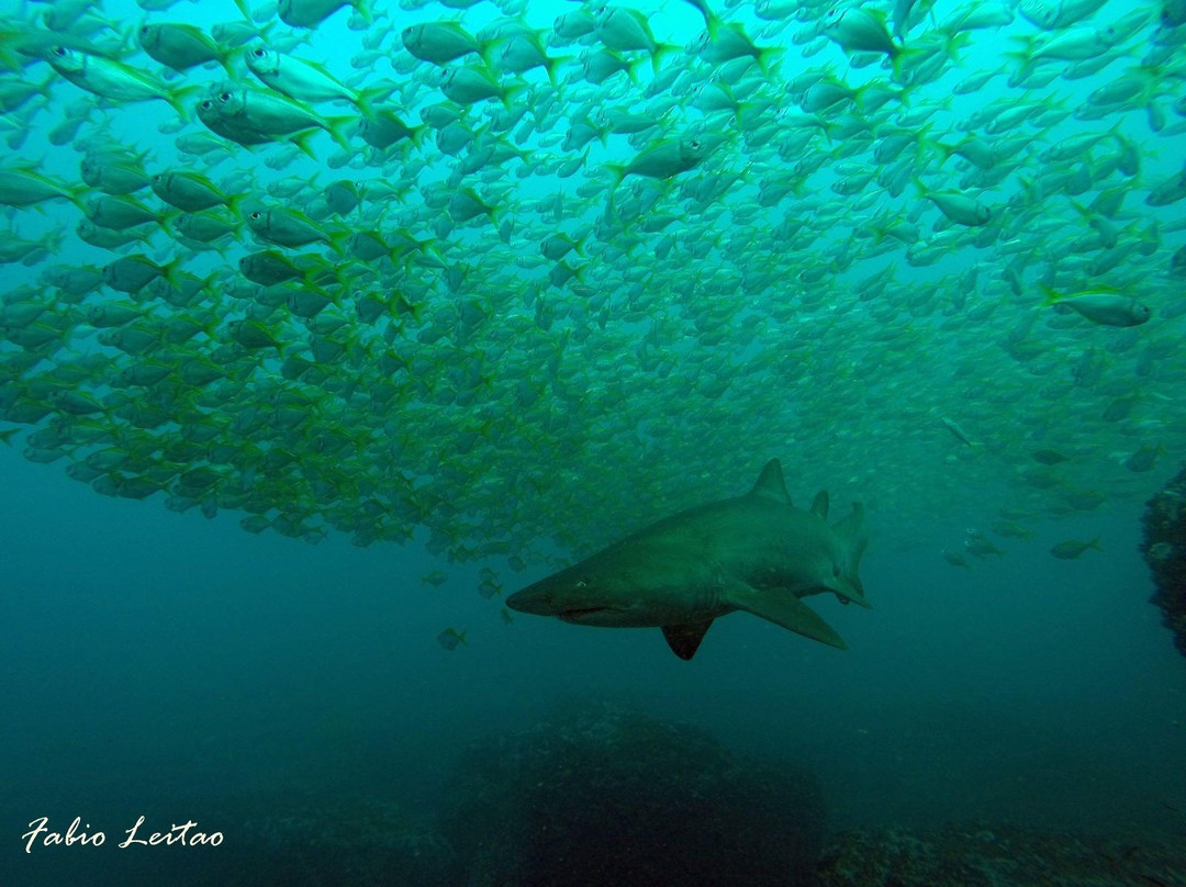 Dive Spear and Sport Northern Beaches景点图片