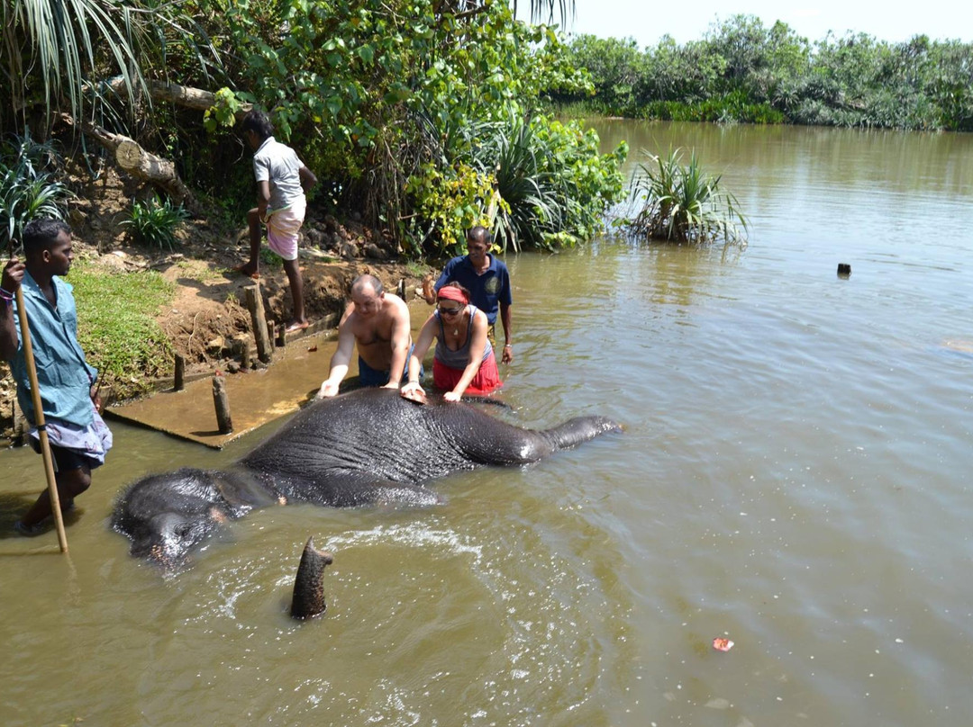 Water For Elephants-Pitiwella必去景点