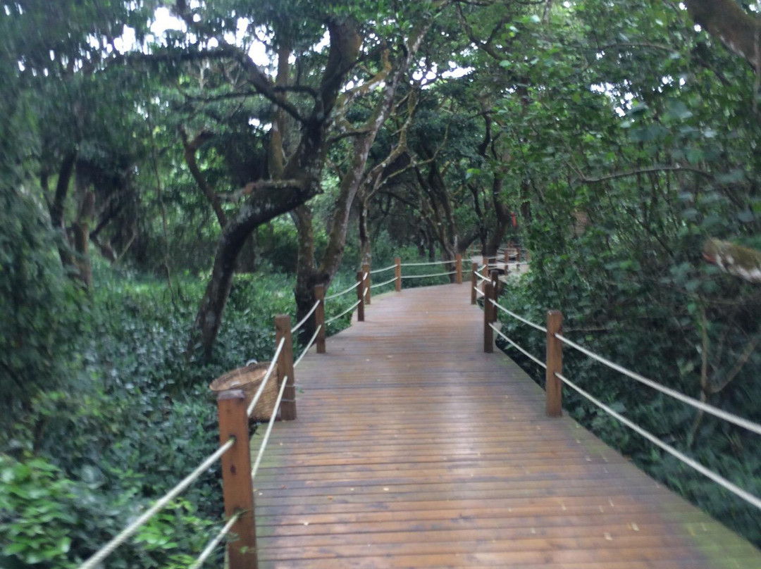 八门湾红树林-文昌市必去景点