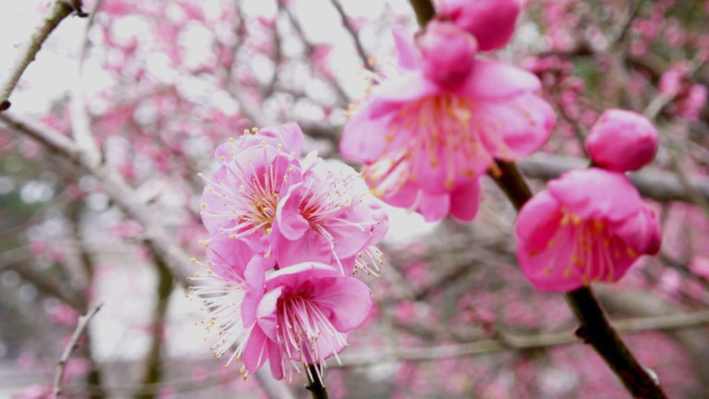 Atami Baien Ume Blossom Festival景点图片