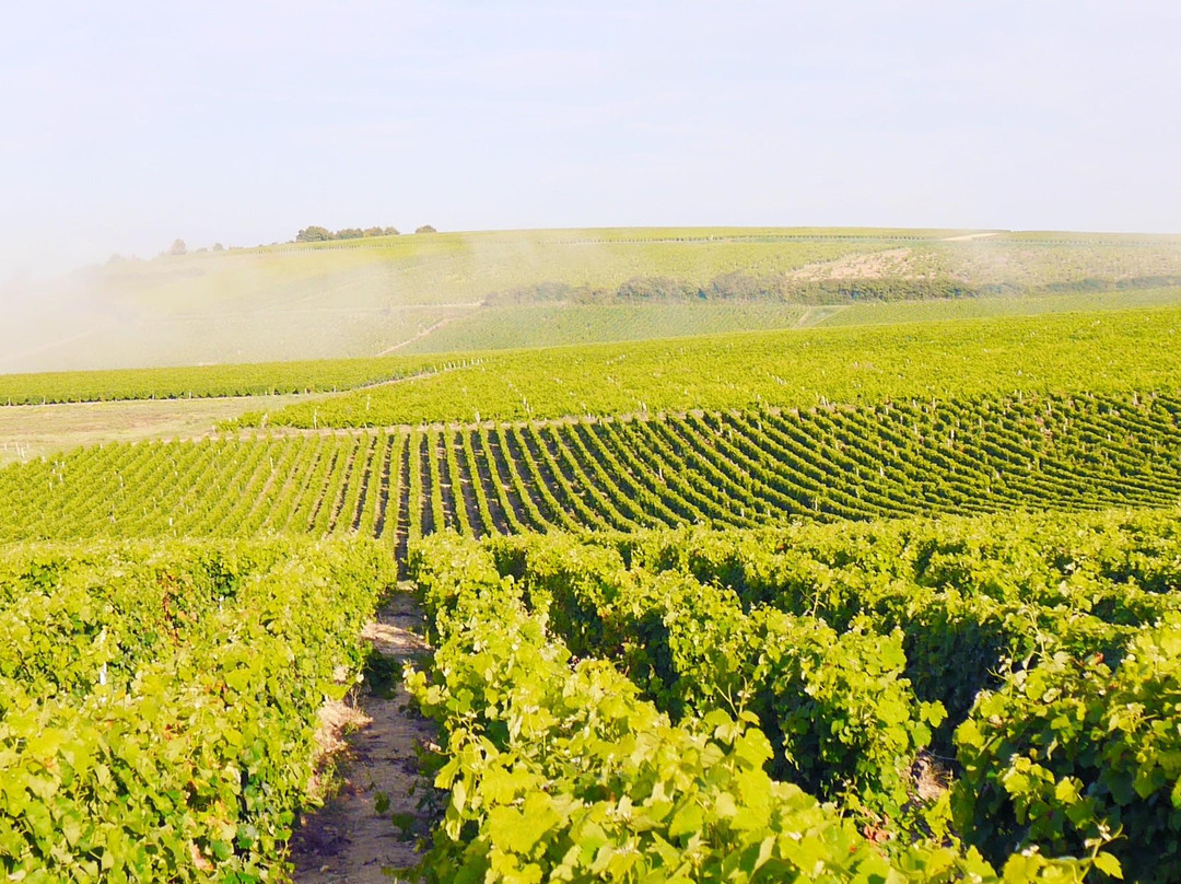 Domaine Tinel-Blondelet景点图片